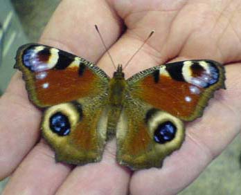 Фотография красивой бабочки