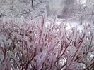 Обледенение (кусты) Обледенение (кусты)